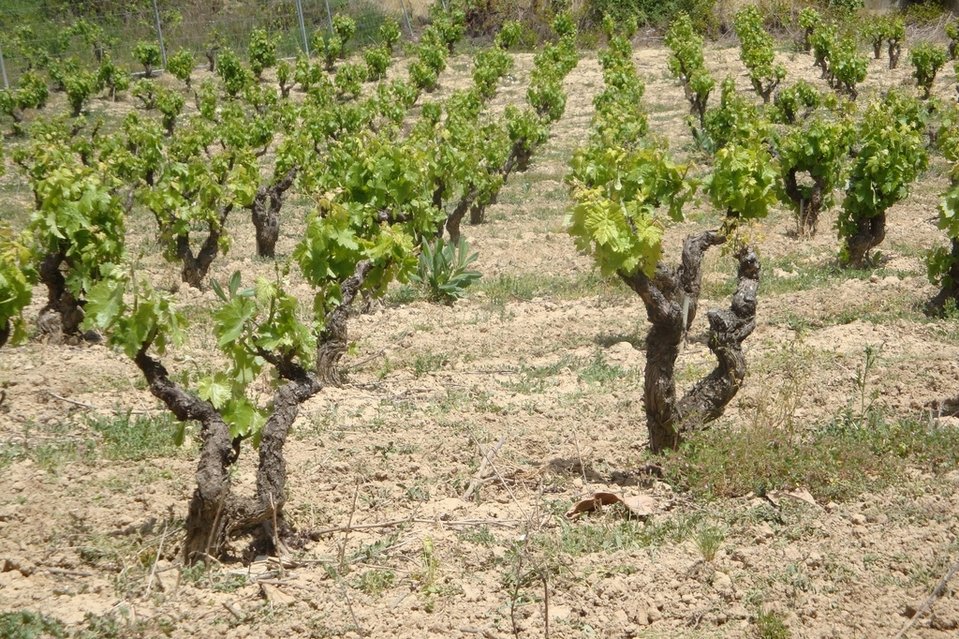 Rioja Alavesa, un paseo por sus paisajes